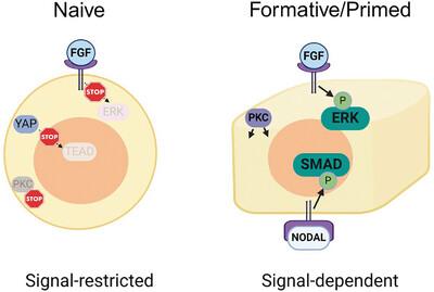 Propagating pluripotency - The conundrum of self-renewal.