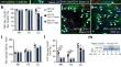 Low intensity repetitive transcranial magnetic stimulation enhances remyelination by newborn and surviving oligodendrocytes in the cuprizone model of toxic demyelination.