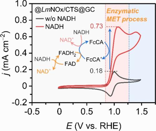 Engineering Oxygen-Independent NADH Oxidase Integrated with Electrocatalytic FAD Cofactor Regeneration