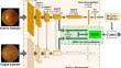 Enhancing ocular diseases recognition with domain adaptive framework: leveraging domain confusion