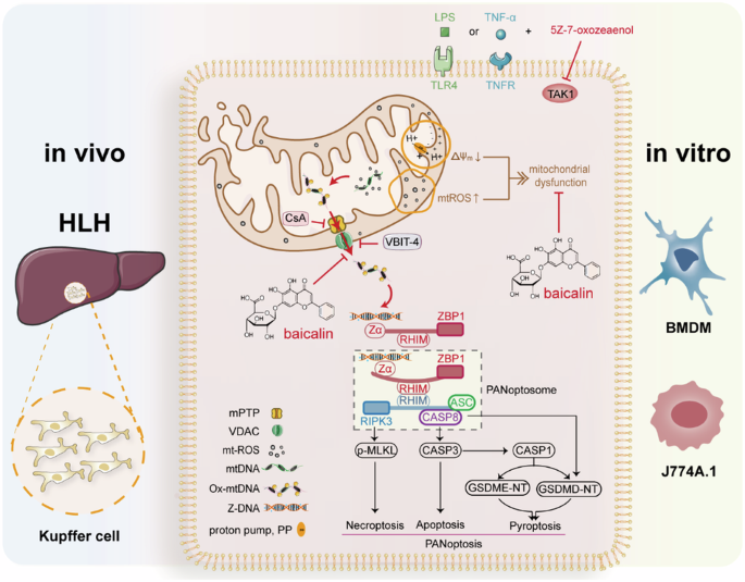 Baicalin inhibits PANoptosis by blocking mitochondrial Z-DNA formation and ZBP1-PANoptosome assembly in macrophages.