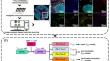 Optimizing the spatial immune landscape of CD103<sup>+</sup>CD8<sup>+</sup> tissue-resident memory T cells in non-small cell lung cancer by neoadjuvant chemotherapy.