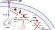 Review on the role of nucleotide-binding oligomerization domain-like receptor protein 3 (NLRP3) inflammasome pathway in diabetes: mechanistic insights and therapeutic implications.