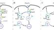 Role of Rab GTPases in Bacteria Escaping from Vesicle Trafficking of Host Cells.