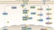 Signaling molecules in the microenvironment of hepatocellular carcinoma