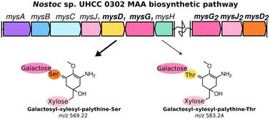 A refactored biosynthetic pathway for the production of glycosylated microbial sunscreens†