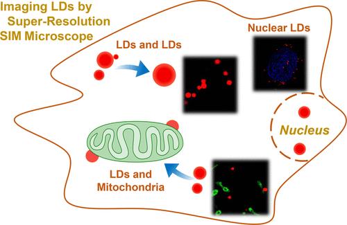 Super-Resolution Microscopic Imaging of Lipid Droplets in Living Cells via Carbonized Polymer Dot-Based Polarity-Responsive Nanoprobe