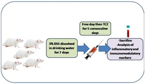 Tocilizumab unfolds colo-protective and immunomodulatory effect in experimentally induced ulcerative colitis via mitigating autophagy and ER stress signaling.