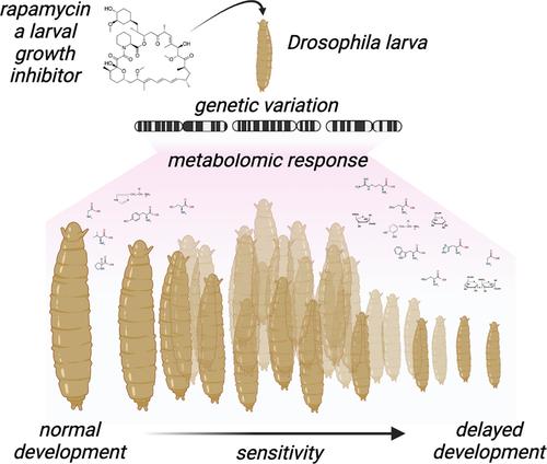 Wide-ranging genetic variation in sensitivity to rapamycin in Drosophila melanogaster