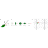 Ballistic to diffusive transition for swimmers in a periodic vortex array