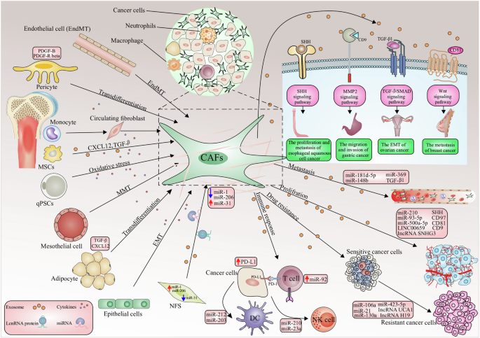 The role of cancer-associated fibroblasts and exosomal miRNAs-mediated intercellular communication in the tumor microenvironment and the biology of carcinogenesis: a systematic review.