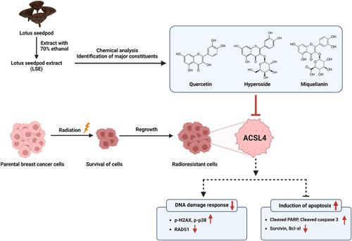 Quercetin and its derivatives from lotus (Nelumbo nucifera) seedpod extract combat radioresistance by suppressing ACSL4.