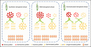 Karyotypic and phenotypic condensation in allotetraploid wheats accompanied with reproductive strategy transformation: from natural evolution to domestication.