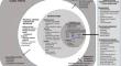 Bidirectional Effects and Interconnectivity of Risk and Protective Factors for Integration in Unaccompanied Migrant Children: A Systematic Review