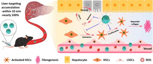 Cholinized-Polymer Functionalized Lipid-Based Drug Carriers Facilitate Liver Fibrosis Therapy via Ultrafast Liver-Targeting Delivery.