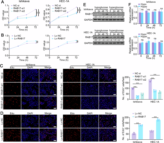 RAB17 promotes endometrial cancer progression by inhibiting TFRC-dependent ferroptosis.