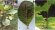 Identification of Calonectria variabilis isolated from Anacardium occidentale trees exhibiting leaf blight symptoms