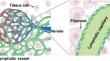 The Lymphatic Highway: How Lymphatics Drive Lung Health and Disease.