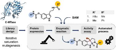 Directed evolution of C-methyltransferase PsmD for enantioselective pyrroloindole derivative production