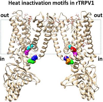 Thermoring basis for heat unfolding‐induced inactivation in TRPV1