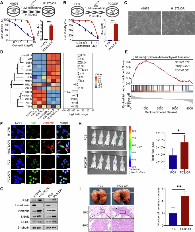 PIM1 kinase promotes EMT-associated osimertinib resistance via regulating GSK3β signaling pathway in EGFR-mutant non-small cell lung cancer.