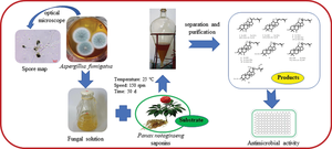 Production of rare ginsenosides by biotransformation of Panax notoginseng saponins using Aspergillus fumigatus.