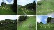 Haymaking complemented by moderate disturbances can sustain and restore species-rich alpine to subalpine grasslands