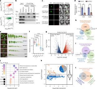 RNA helicase Brr2a promotes miRNA biogenesis by properly remodelling secondary structure of pri-miRNAs