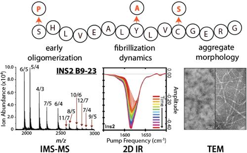 Deciphering the Molecular Dance: Exploring the Dynamic Interplay Between Mouse Insulin B9-23 Peptides and their Variants.