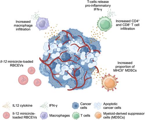 IL-12 minicircle delivery via extracellular vesicles as immunotherapy for bladder cancer