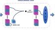 Attention-based multilayer GRU decoder for on-site glucose prediction on smartphone