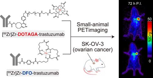 Click Chemistry Enables [<sup>89</sup>Zr]Zr-DOTA Radioimmunoconjugation for Theranostic <sup>89</sup>Zr-immunoPET.