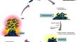 Bacterial biofilms: Pathogenesis, monitoring, treatment approaches and associated challenges