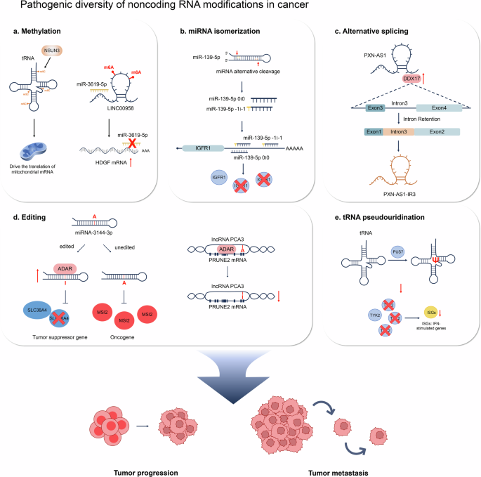 The roles and mechanisms of coding and noncoding RNA variations in cancer.