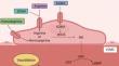 Changes in nitric oxide inhibitors and mortality in critically ill patients: a cohort study.