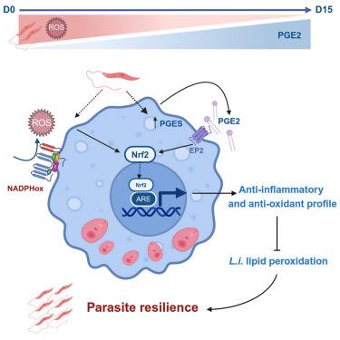 Leishmania infantum exploits the anti-ferroptosis effects of Nrf2 to escape cell death in macrophages.