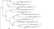 DNA Barcoding of Fish in the Ib River, One of the Important Tributaries of the Mahanadi River, India