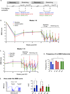 Combining clinically common drugs with hindlimb stretching in spinal cord injured rodents