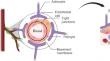 Advancing Blood–Brain Barrier-on-a-Chip Models Through Numerical Simulations