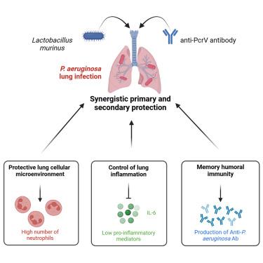 Synergy between Lactobacillus murinus and anti-PcrV antibody delivered in the airways to boost protection against Pseudomonas aeruginosa