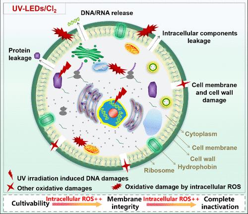 Combined Transcriptomic and Metabolomic Analyses of Fungal Spore Inactivation in a Continuous UV-LED Reactor: Kinetics, Mechanisms, and Batch Reactor Comparison