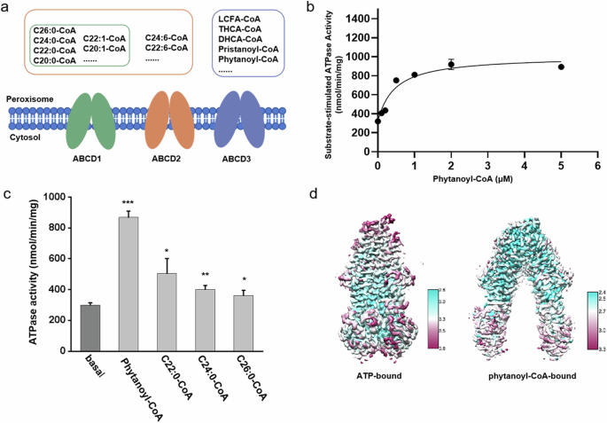 Structural insights into human ABCD3-mediated peroxisomal acyl-CoA translocation.