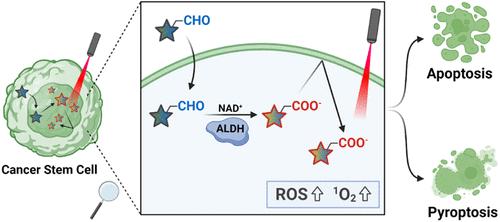 Trapped in Cells: A Selective Accumulation Approach for Type-I Photodynamic Ablation of Cancer Stem–like Cells