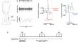 The effects of four hours of normobaric hypoxia on the vestibular control of balance.