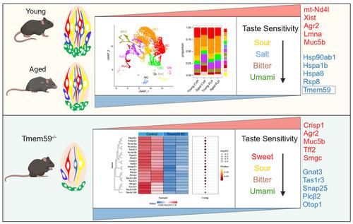 Single-cell transcriptomic atlas of taste papilla aging.