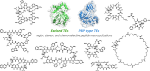 Macrocyclizing-thioesterases in bacterial non-ribosomal peptide biosynthesis