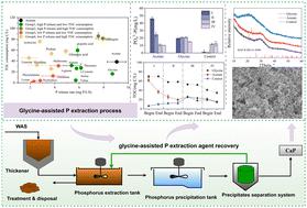 Glycine-assisted phosphorus release and recovery from waste-activated sludge†