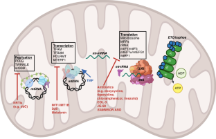 Deregulation of mitochondrial gene expression in cancer: mechanisms and therapeutic opportunities