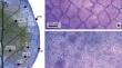 Contribution to the knowledge of the anatomy, histochemistry, and phenolic composition of leaf and stems of bilberry (Vaccinium myrtillus L.) cultivated in Tucumán, Argentina.