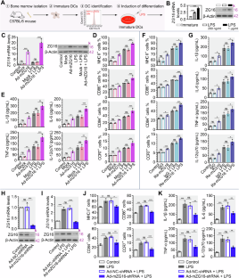 ZG16 enhances the maturation of dendritic cells via induction of CD40 and contributes to the antitumor immunity in pancreatic cancer